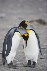 Fototapeta na wymiar King penguins during a mating ritual on South Georgia Island