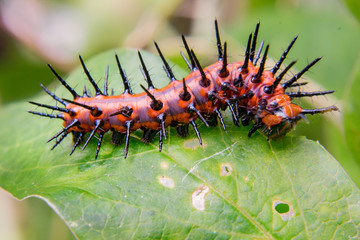 Rare Caterpillar on leaf