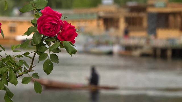 Extreme close up of two purple blossoms, set in front of a canoe on a calm lake and wooden houses