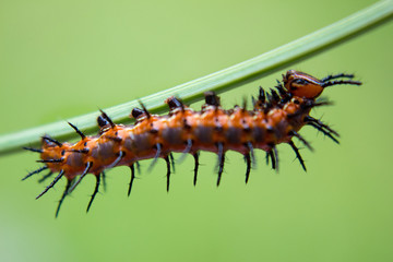 Macro Caterpillar