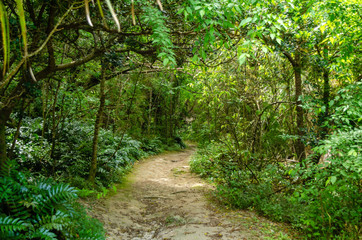 Fototapeta premium Trail of green