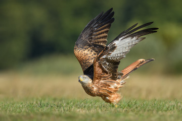 In the meadow/Red Kite