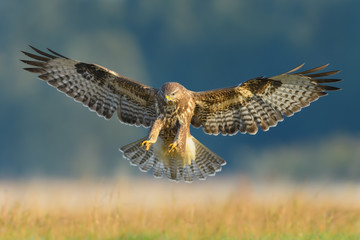 Flight over the meadow/Common Buzzard