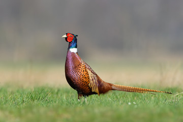Walk the meadow in winter/Common Pheasant