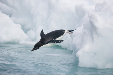 Adelie penguin diving from and Antarctic iceberg