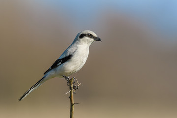 In the forest on a twig/Northern Shrike