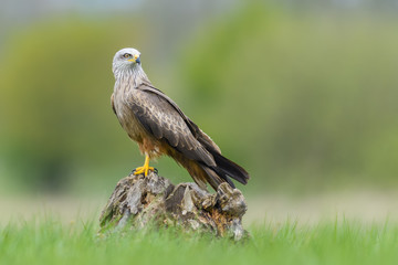 On the fly spring/Black Kite