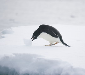 Adelie penguin pushing snowball on Antarctic iceberg