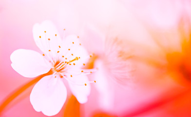 Blossoming cherry flowers background in pink and orange color