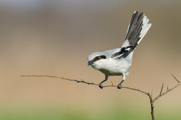 In the forest on a twig/Northern Shrike
