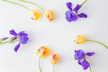 Flat lay composition with yellow tulips and blue irises on a white background
