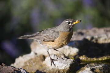 American Robin in New Mexico