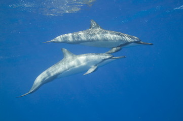 Spinner dolphins swimming in the ocean