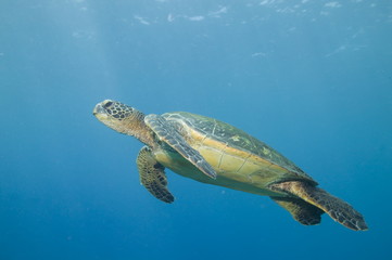 Green sea turtle swimming underwater 