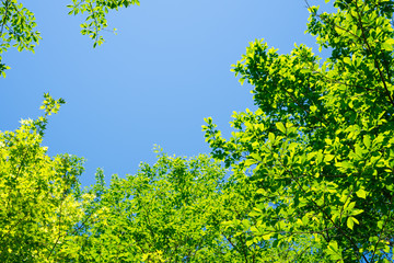 新緑　青空の背景