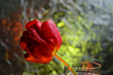 red tulip with drops of dew in a glass on the background of colored bokeh