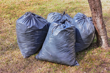 Leaf removal. Black plastic bags with last year's dry leaves on the lawn in the park.