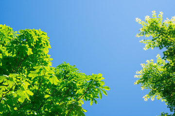 新緑　青空の背景