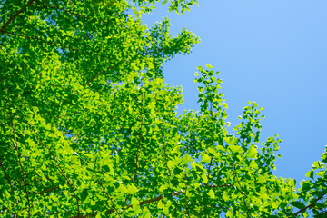 新緑　青空の背景
