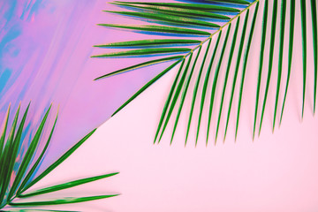 Green palm leaves on pastel colored holographic and pink diagonal divided background. Tropical conceptual minimal surreal summer layout. Flat lay design with copy space.