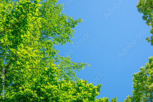 新緑 青空の背景 Wall Mural Wallpaper Murals Wallsheaven Kozo