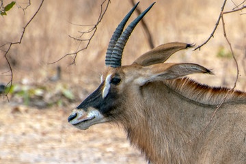 Portrait of a rare roan antelope (Hippotragus equinus), Senegal
