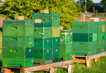 Bienenstockkasten - Magazinbeuten an einem Rapsfeld