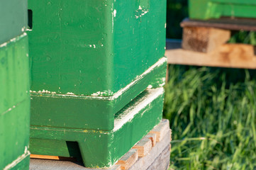 Bienenstockkasten - Magazinbeuten an einem Rapsfeld