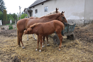 In the rustic yard a couple of horses and a foal