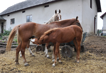 In the rustic yard a couple of horses and a foal