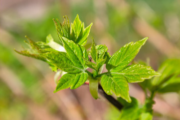 Young green foliage close-up of a spring background