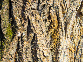 bark of a tree texture background