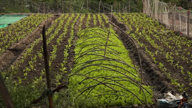 Wide shot of rows of young plants inside section of a fenced in garden
