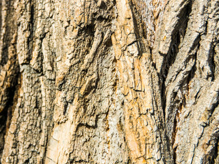 bark of a tree texture background