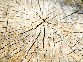 Fototapeta premium old wood texture of tree stump