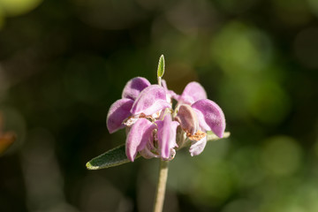 Flora da Serra