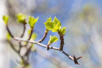 Spring leaves on branches
