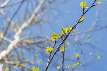 Spring leaves on branches
