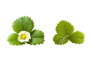 two green strawberry leaf isolated on white background.