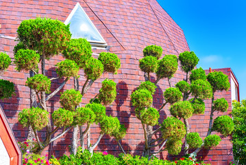 Trees on the roof in Hollywood, California.