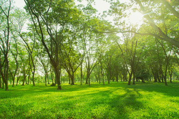Fototapeta na wymiar Green trees and gardens Beautiful light in the morning