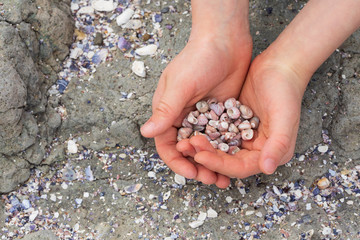 Sea shells in child hands, top view