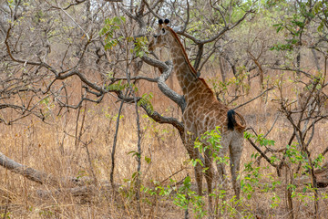 Obraz na płótnie Canvas Giraffe on nature background, Natural environment..West Africa, Senegal