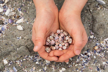 Sea shells in child hands, close up, top view