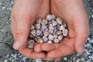 Sea shells in child hands, close up
