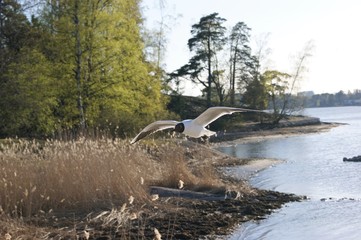 Flying bird in Finland