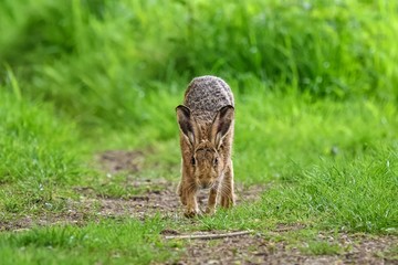 A young European hare (Lepus europaeus). It is walking directly towards the camera, with its head held low. There is grass in the background.