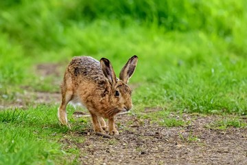 A young European hare (Lepus europaeus). It is a close-up view, with the hare is standing on four legs, with grass in the background.