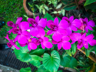 Purple orchid is a bunch