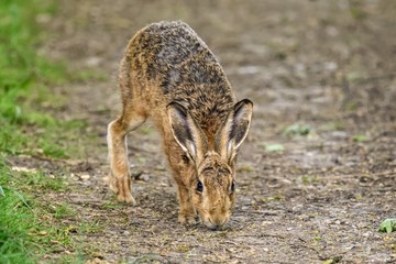 A young European hare (Lepus europaeus). It is a close-up view, with the hare facing the camera and sniffing the ground.
